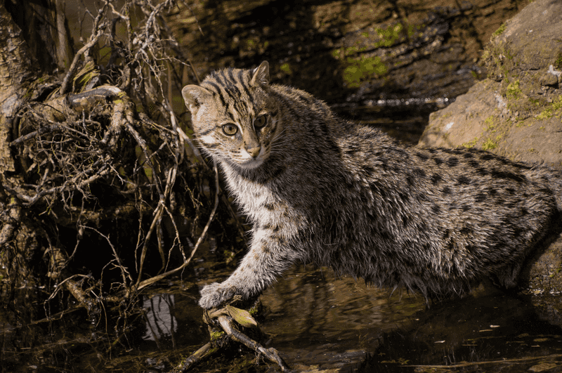 Fishing Cat's Underwater Mumbles