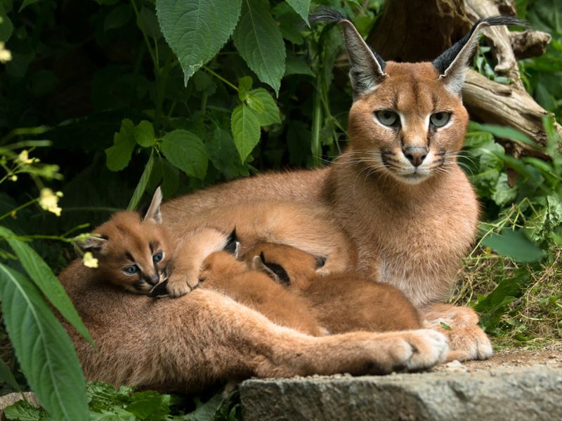 Caracals