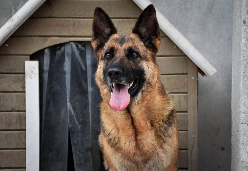 Glued-To-You German Shepherds