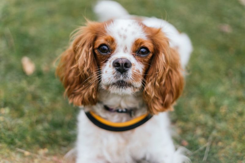 Cavalier King Charles Spaniels – Hearts And Heads At Risk