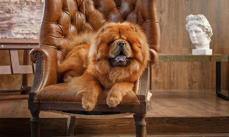 Chow Chows: Fluffy Royalty With Discerning Affection