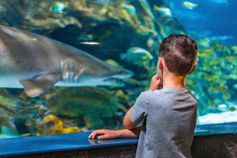 Teaching Kids The Truth About Sharks