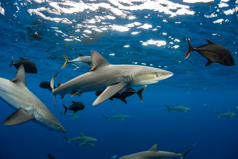 Sharks Have A Bad Memory