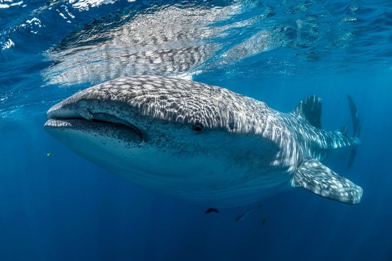 Sharks Have No Predators