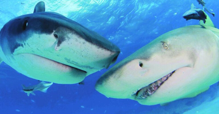 Sharks Aren’t The Villains You’ve Been Told They Are