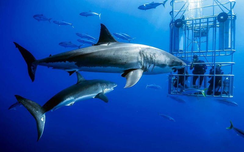 Sharks Are Loners