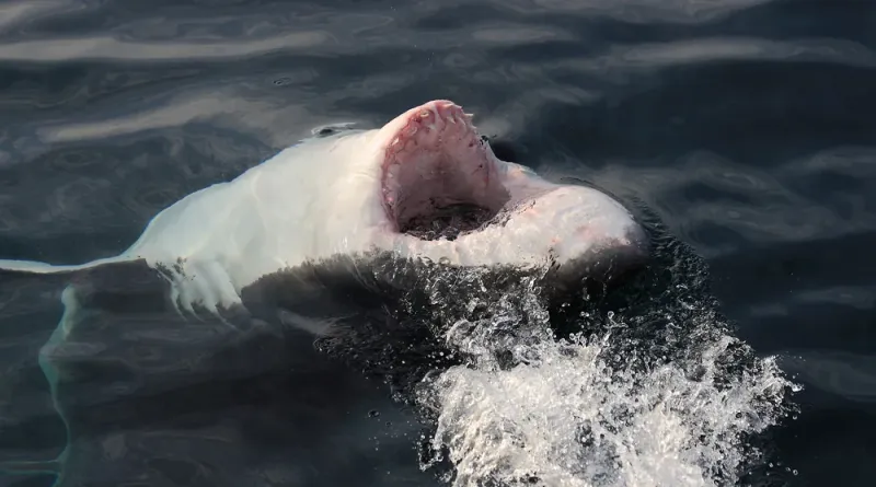 Tonic Immobility: The Survival Mechanism Found In Sharks And Other Animals