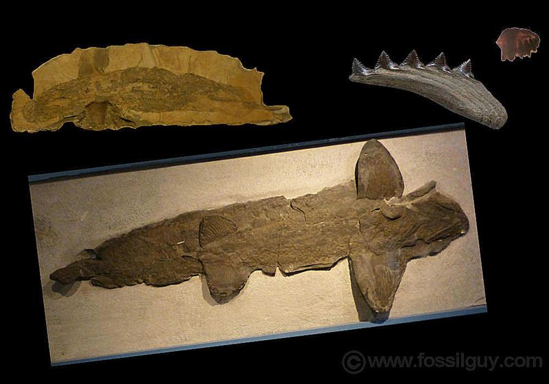 450 Million Years Of Perfecting Their Frame
