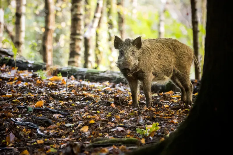 Wild Boars