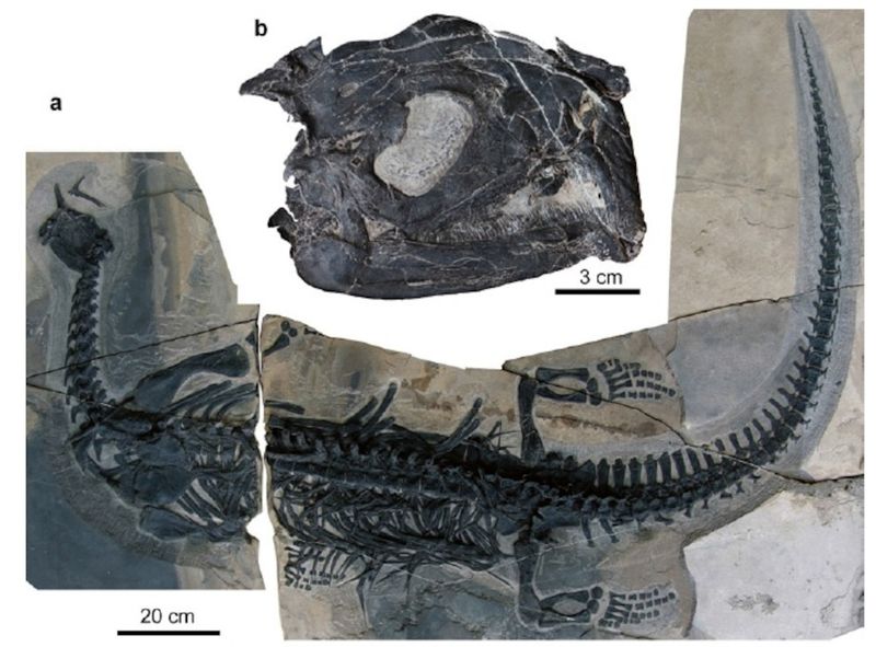 Atopodentatus