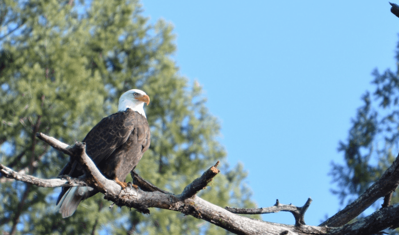 Trinity Lake And Lake Almanor Also Host Thriving Eagle Populations