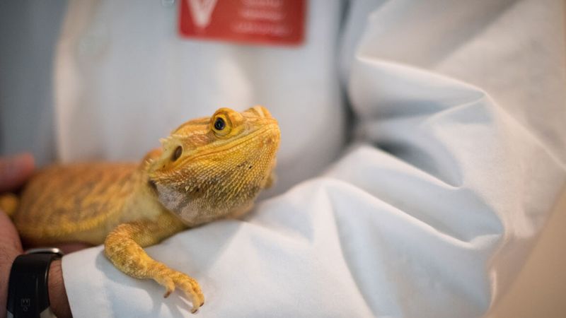 Veterinary Dental Care Options