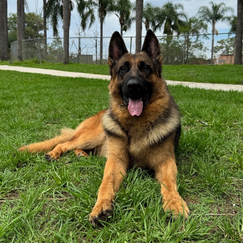 Guarding And Protection Instincts