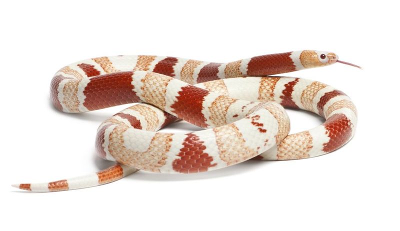 Subspecies Count