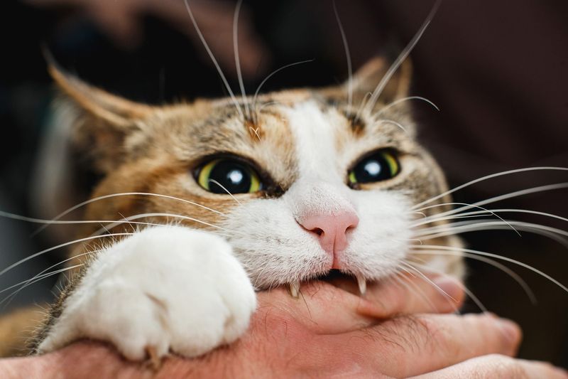 Biting And Scratching