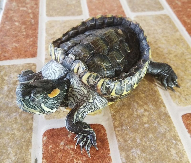 Soft Or Sunken Shell
