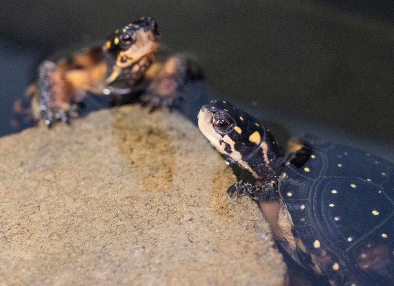 Conservationists Are Restoring Wetlands To Help Them Bounce Back