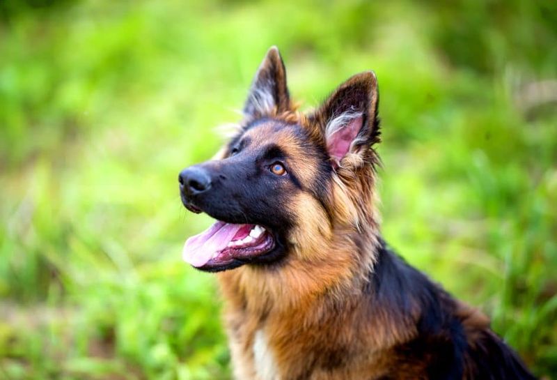 German Shepherd
