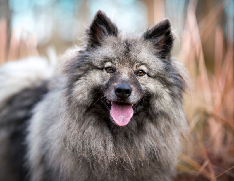 Keeshond