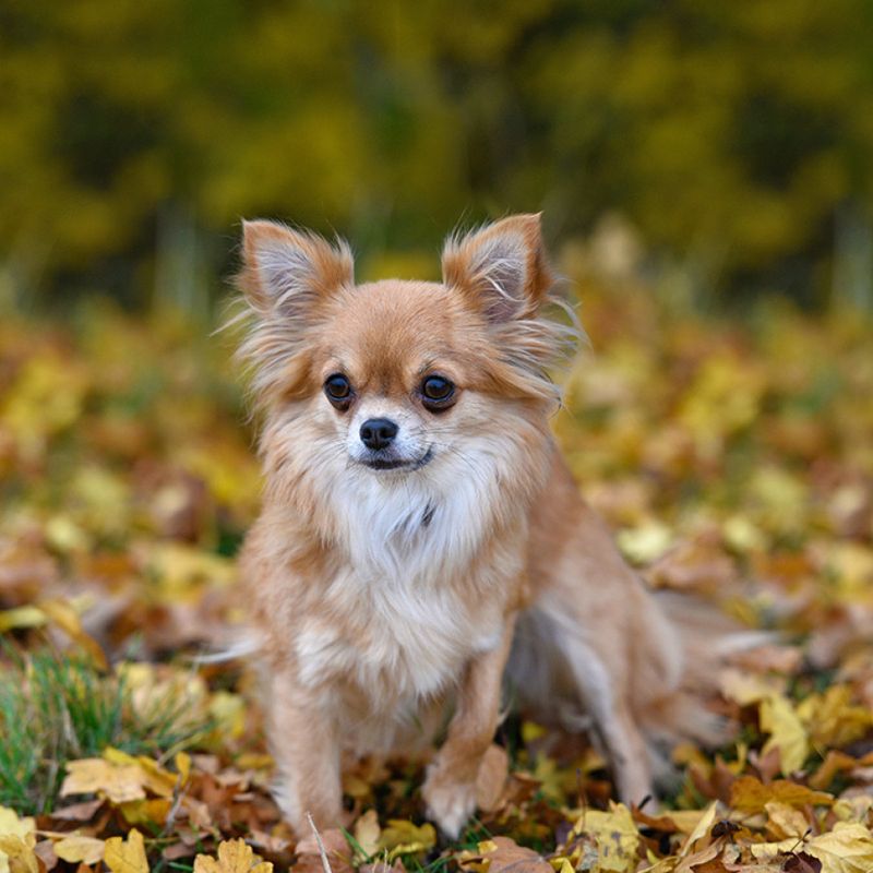 Chihuahua: The Tiny Tyrant