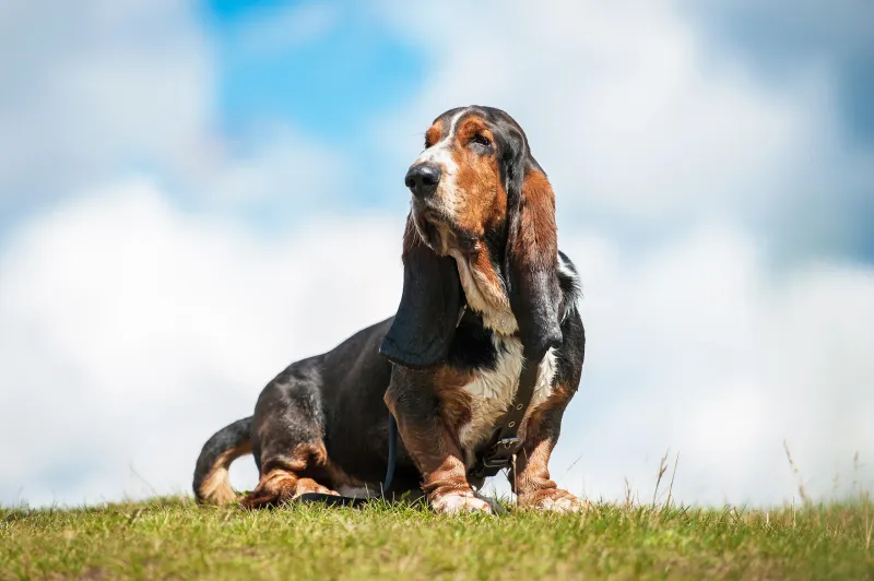 Basset Hounds: The Nose Knows Best