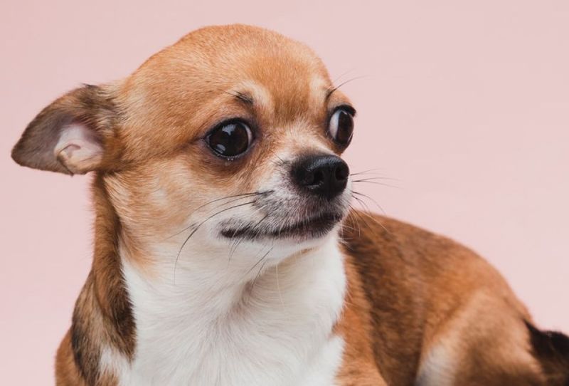 Chihuahuas: Tiny Dogs With Giant Personality Rights