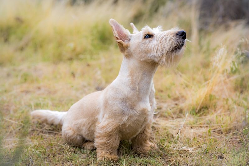 Scottish Terriers: Dignified Little Divas