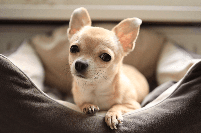 Chihuahuas