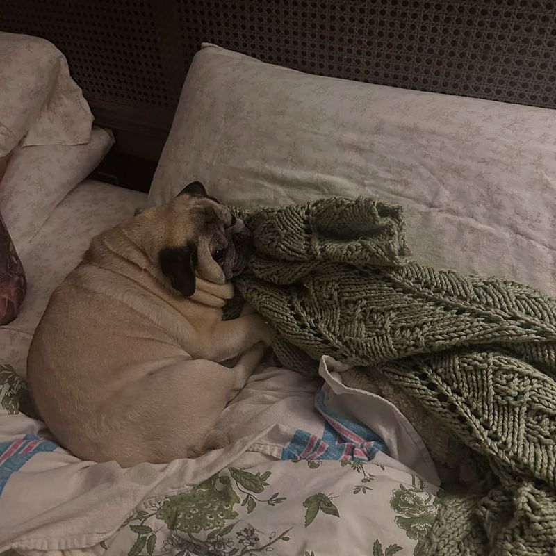 Pug