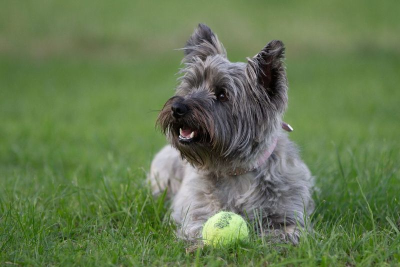 Cairn Terrier