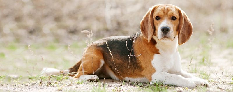 Beagle