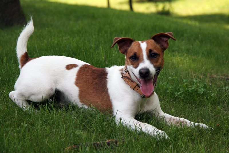 Jack Russell Terrier: Pocket-Sized Security Force