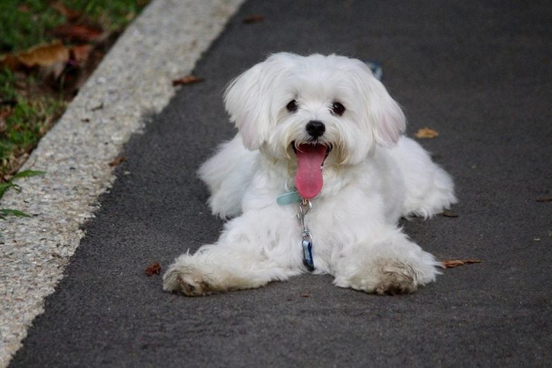Maltese
