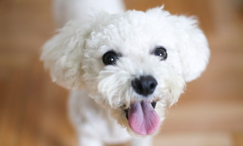 Bichon Frises – Hypoallergenic Urban Charmers
