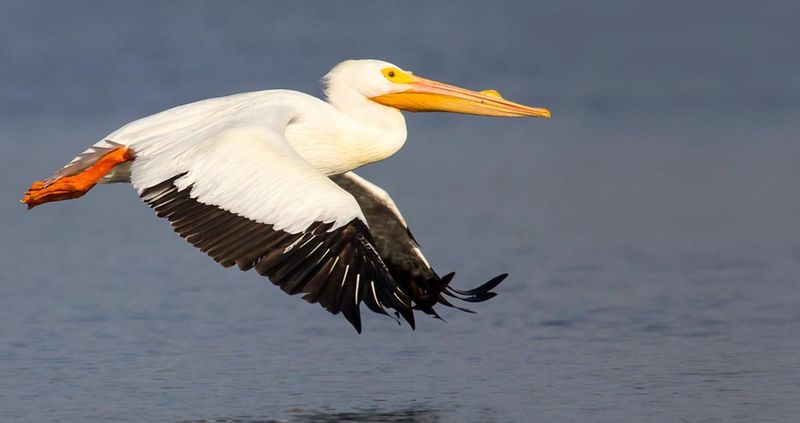 Pelican – The Unchanged Fisher