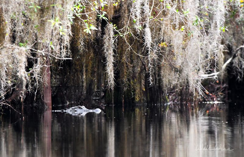 Okefenokee National Wildlife Refuge, Georgia