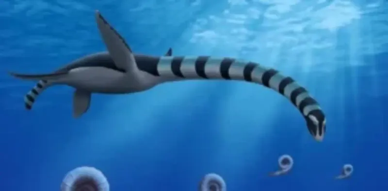 Likely Used Top-Down Hunting By Diving From Above