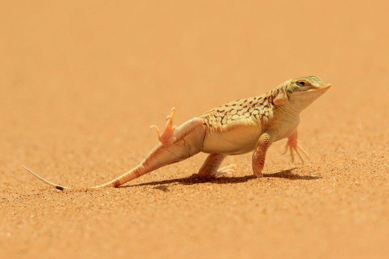 Color-Changing Camouflage