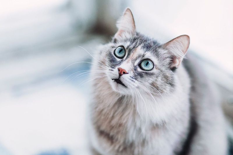 Purring While Making Eye Contact