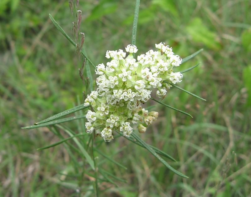 Whorled Milkweed (Asclepias Verticillata)
