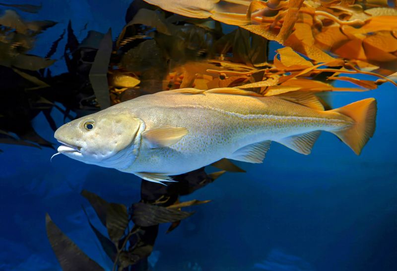 What Long Term Data Reveals About The Cod Crisis