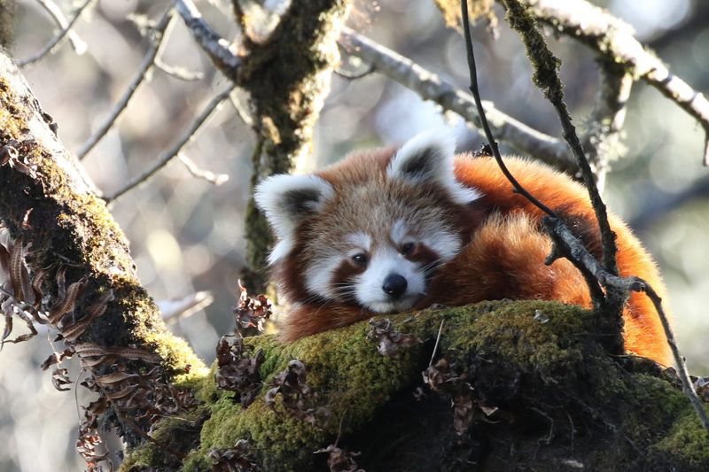 Poaching For The Illegal Pet And Fur Trade