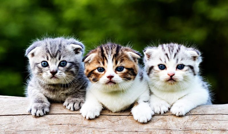 Scottish Fold