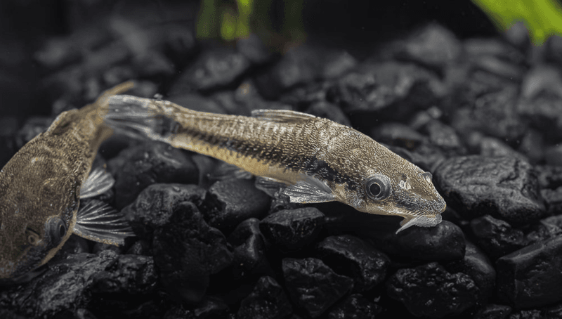Otocinclus Catfish