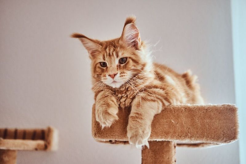Maine Coon: Gentle Giants With Human Hearts