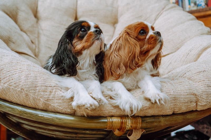 Cavalier King Charles Spaniels: Velcro Dogs Who Stick Together