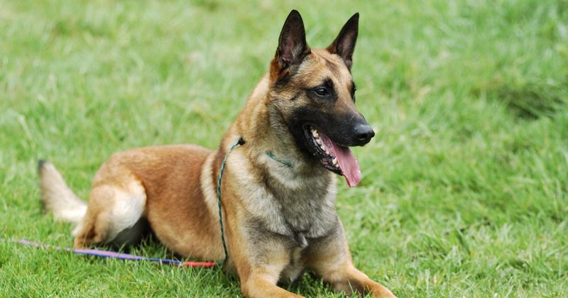 Belgian Malinois