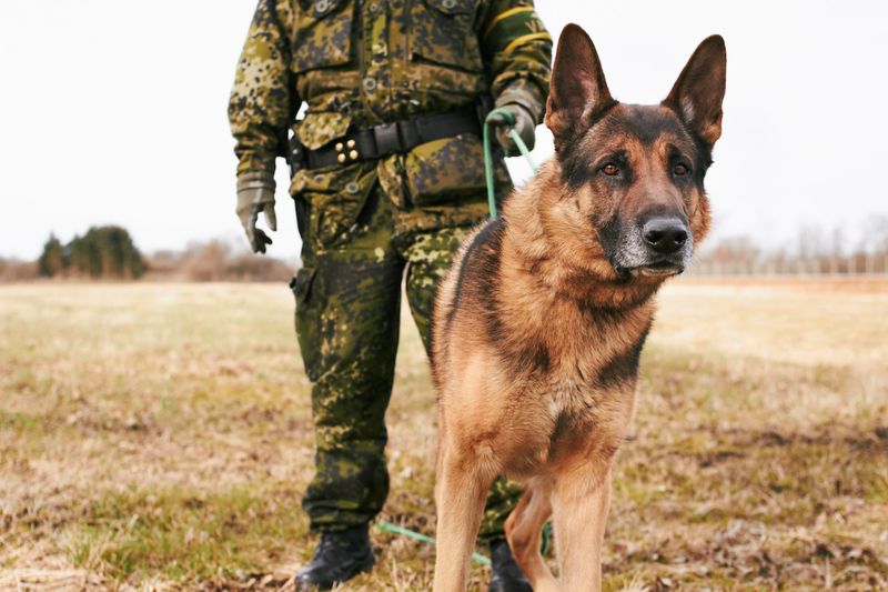 German Shepherd: The Military's Finest