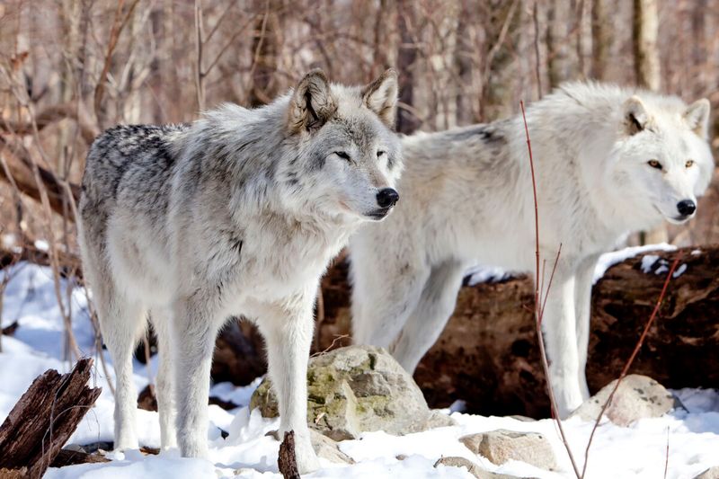 Kamchatka Wolf