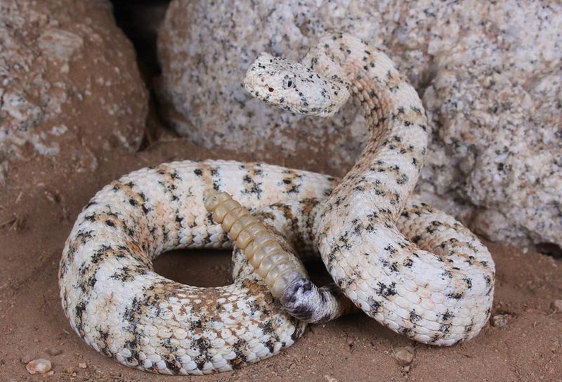Speckled Rattlesnake